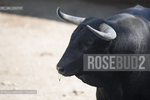 Arles, September 2014. Bulls in the corrals at Gimeaux, spaces built to host them in the days before the bullfights / Arles, settembre 2014. Tori nei corrales a Gimeaux, spazi costruiti per ospitarli nei giorni che pecedono le corride - ©Marcello Mencarini/Rosebud2