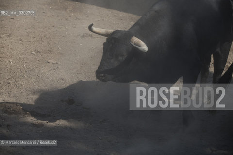 Arles, September 2014. Bulls in the corrals at Gimeaux, spaces built to host them in the days before the bullfights / Arles, settembre 2014. Tori nei corrales a Gimeaux, spazi costruiti per ospitarli nei giorni che pecedono le corride - ©Marcello Mencarini/Rosebud2
