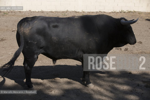 Arles, September 2014. Bulls in the corrals at Gimeaux, spaces built to host them in the days before the bullfights / Arles, settembre 2014. Tori nei corrales a Gimeaux, spazi costruiti per ospitarli nei giorni che pecedono le corride - ©Marcello Mencarini/Rosebud2