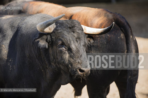 Arles, September 2014. Bulls in the corrals at Gimeaux, spaces built to host them in the days before the bullfights / Arles, settembre 2014. Tori nei corrales a Gimeaux, spazi costruiti per ospitarli nei giorni che pecedono le corride - ©Marcello Mencarini/Rosebud2