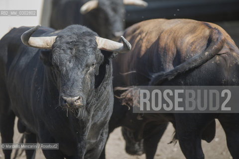 Arles, September 2014. Bulls in the corrals at Gimeaux, spaces built to host them in the days before the bullfights / Arles, settembre 2014. Tori nei corrales a Gimeaux, spazi costruiti per ospitarli nei giorni che pecedono le corride - ©Marcello Mencarini/Rosebud2
