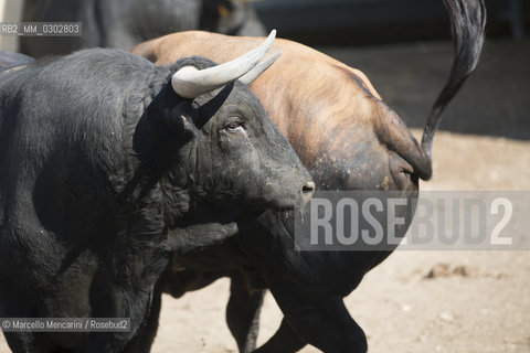 Arles, September 2014. Bulls in the corrals at Gimeaux, spaces built to host them in the days before the bullfights / Arles, settembre 2014. Tori nei corrales a Gimeaux, spazi costruiti per ospitarli nei giorni che pecedono le corride - ©Marcello Mencarini/Rosebud2