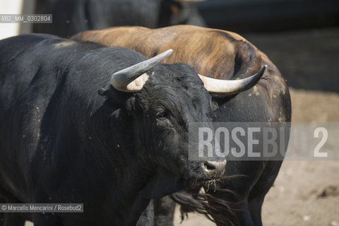 Arles, September 2014. Bulls in the corrals at Gimeaux, spaces built to host them in the days before the bullfights / Arles, settembre 2014. Tori nei corrales a Gimeaux, spazi costruiti per ospitarli nei giorni che pecedono le corride - ©Marcello Mencarini/Rosebud2