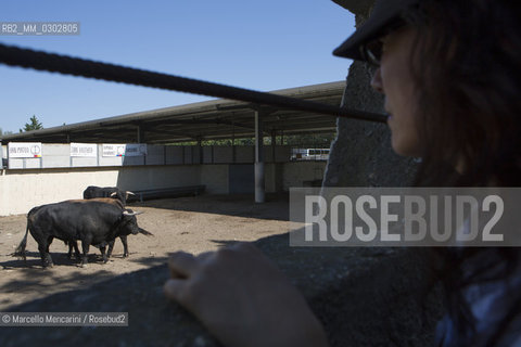 Arles, September 2014. Bulls in the corrals at Gimeaux, spaces built to host them in the days before the bullfights / Arles, settembre 2014. Tori nei corrales a Gimeaux, spazi costruiti per ospitarli nei giorni che pecedono le corride - ©Marcello Mencarini/Rosebud2