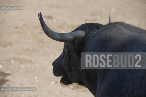 Arles, September 2014. Bulls in the corrals at Gimeaux, spaces built to host them in the days before the bullfights / Arles, settembre 2014. Tori nei corrales a Gimeaux, spazi costruiti per ospitarli nei giorni che pecedono le corride - ©Marcello Mencarini/Rosebud2