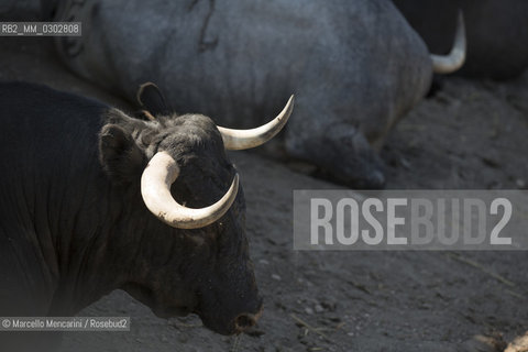 Arles, September 2014. Bulls in the corrals at Gimeaux, spaces built to host them in the days before the bullfights / Arles, settembre 2014. Tori nei corrales a Gimeaux, spazi costruiti per ospitarli nei giorni che pecedono le corride - ©Marcello Mencarini/Rosebud2
