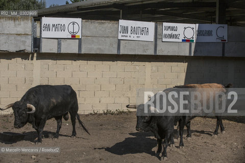 Arles, September 2014. Bulls in the corrals at Gimeaux, spaces built to host them in the days before the bullfights / Arles, settembre 2014. Tori nei corrales a Gimeaux, spazi costruiti per ospitarli nei giorni che pecedono le corride - ©Marcello Mencarini/Rosebud2