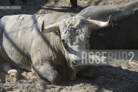 Arles, September 2014. Bulls in the corrals at Gimeaux, spaces built to host them in the days before the bullfights / Arles, settembre 2014. Tori nei corrales a Gimeaux, spazi costruiti per ospitarli nei giorni che pecedono le corride - ©Marcello Mencarini/Rosebud2