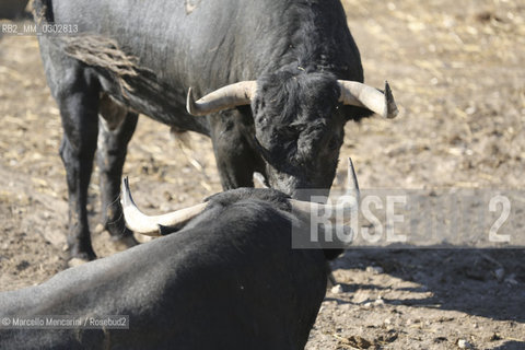 Arles, September 2014. Bulls in the corrals at Gimeaux, spaces built to host them in the days before the bullfights / Arles, settembre 2014. Tori nei corrales a Gimeaux, spazi costruiti per ospitarli nei giorni che pecedono le corride - ©Marcello Mencarini/Rosebud2