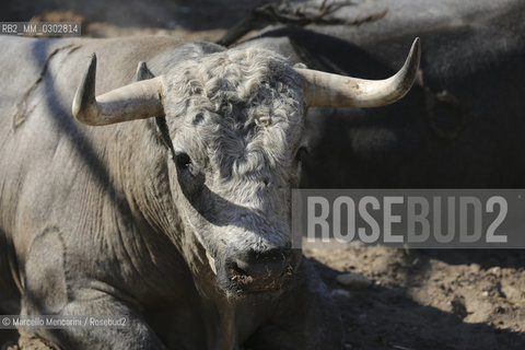 Arles, September 2014. Bulls in the corrals at Gimeaux, spaces built to host them in the days before the bullfights / Arles, settembre 2014. Tori nei corrales a Gimeaux, spazi costruiti per ospitarli nei giorni che pecedono le corride - ©Marcello Mencarini/Rosebud2