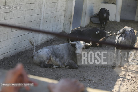 Arles, September 2014. Bulls in the corrals at Gimeaux, spaces built to host them in the days before the bullfights / Arles, settembre 2014. Tori nei corrales a Gimeaux, spazi costruiti per ospitarli nei giorni che pecedono le corride - ©Marcello Mencarini/Rosebud2