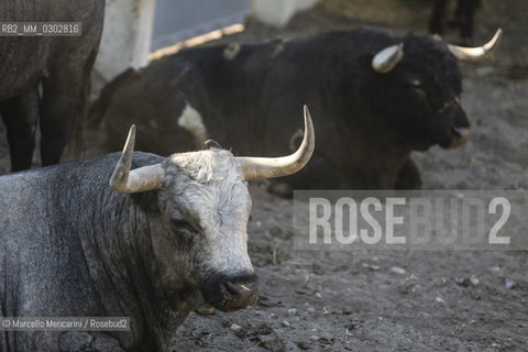 Arles, September 2014. Bulls in the corrals at Gimeaux, spaces built to host them in the days before the bullfights / Arles, settembre 2014. Tori nei corrales a Gimeaux, spazi costruiti per ospitarli nei giorni che pecedono le corride - ©Marcello Mencarini/Rosebud2