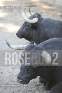 Arles, September 2014. Bulls in the corrals at Gimeaux, spaces built to host them in the days before the bullfights / Arles, settembre 2014. Tori nei corrales a Gimeaux, spazi costruiti per ospitarli nei giorni che pecedono le corride - ©Marcello Mencarini/Rosebud2