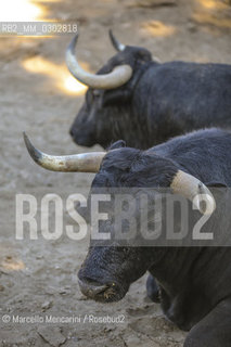 Arles, September 2014. Bulls in the corrals at Gimeaux, spaces built to host them in the days before the bullfights / Arles, settembre 2014. Tori nei corrales a Gimeaux, spazi costruiti per ospitarli nei giorni che pecedono le corride - ©Marcello Mencarini/Rosebud2