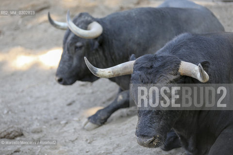 Arles, September 2014. Bulls in the corrals at Gimeaux, spaces built to host them in the days before the bullfights / Arles, settembre 2014. Tori nei corrales a Gimeaux, spazi costruiti per ospitarli nei giorni che pecedono le corride - ©Marcello Mencarini/Rosebud2