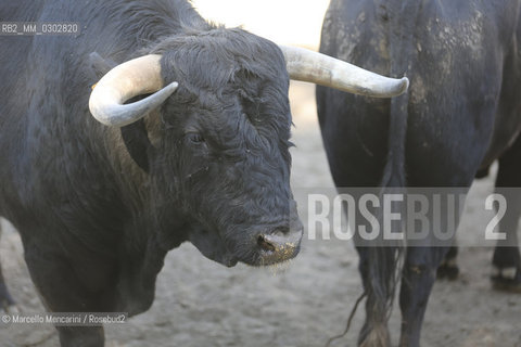 Arles, September 2014. Bulls in the corrals at Gimeaux, spaces built to host them in the days before the bullfights / Arles, settembre 2014. Tori nei corrales a Gimeaux, spazi costruiti per ospitarli nei giorni che pecedono le corride - ©Marcello Mencarini/Rosebud2