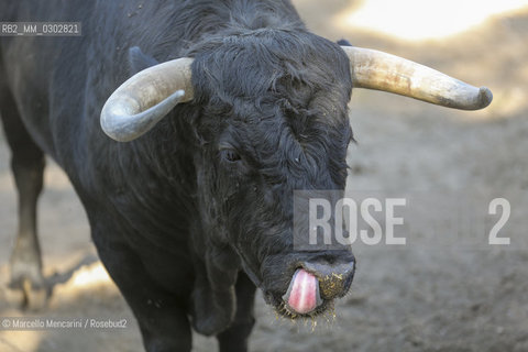 Arles, September 2014. Bulls in the corrals at Gimeaux, spaces built to host them in the days before the bullfights / Arles, settembre 2014. Tori nei corrales a Gimeaux, spazi costruiti per ospitarli nei giorni che pecedono le corride - ©Marcello Mencarini/Rosebud2