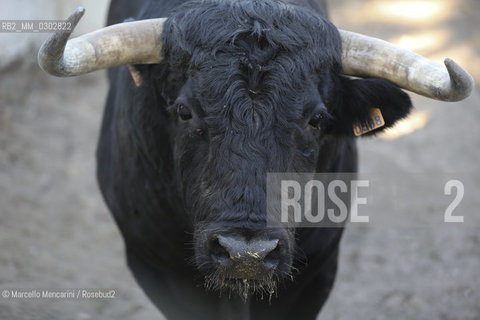 Arles, September 2014. Bulls in the corrals at Gimeaux, spaces built to host them in the days before the bullfights / Arles, settembre 2014. Tori nei corrales a Gimeaux, spazi costruiti per ospitarli nei giorni che pecedono le corride - ©Marcello Mencarini/Rosebud2