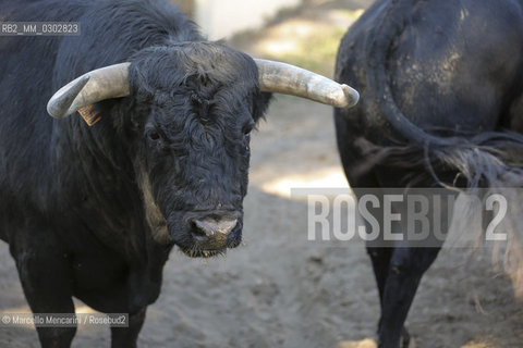 Arles, September 2014. Bulls in the corrals at Gimeaux, spaces built to host them in the days before the bullfights / Arles, settembre 2014. Tori nei corrales a Gimeaux, spazi costruiti per ospitarli nei giorni che pecedono le corride - ©Marcello Mencarini/Rosebud2