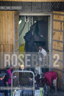 Arles, Provence, Feria du riz 2014. A bull killed in the bullfight hanging in the arenas butchery for meat processing / Arles, Provenza, Feria du riz 2014. Un toro ucciso nella corrida nella macelleria appeso nella macelleria allinterno delle arene per la lavorazione della carne - ©Marcello Mencarini/Rosebud2
