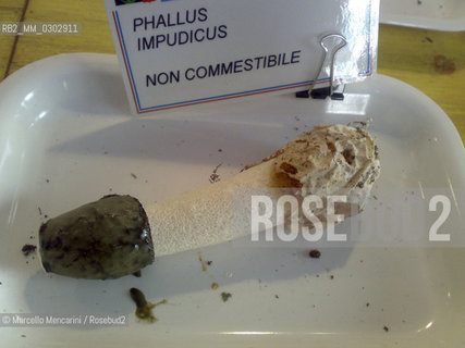 Phallus impudicus, commonly known as the common stinkhon, is a widespread fungus recognizable for its foul odour and its phallic shape / Phallus impudicus, fungo a forma fallica - ©Marcello Mencarini/Rosebud2
