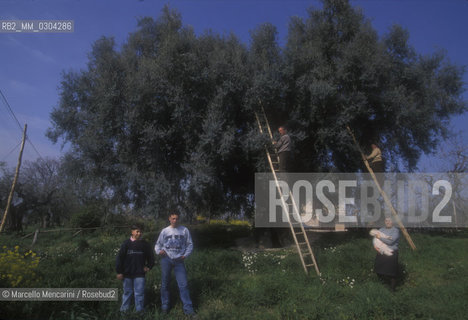 Canneto di Fara Sabina (Rieti), 1995. Bertini family, owner of the biggest olive tree in Europe / Canneto di Fara Sabina (Rieti), 1995. La famiglia Bertini, proprietaria del più antico ulivo del mondo - ©Marcello Mencarini/Rosebud2