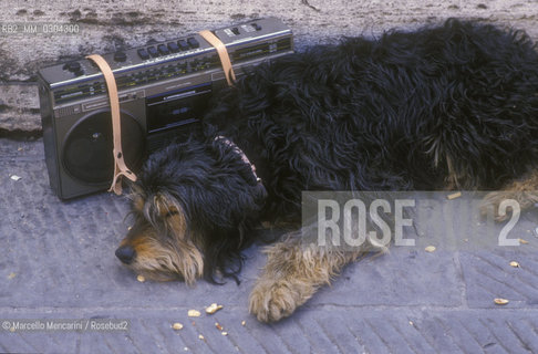 Perugia, Umbria Jazz about 1985. Dog near a stereo / Perugia, Umbria Jazz 1985 circa. Cane vicino a uno stereo - ©Marcello Mencarini/Rosebud2