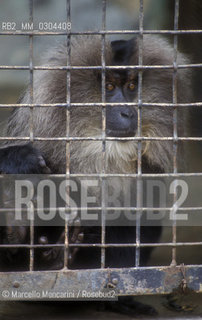 ZOO DI ROMA, sileno o scimmia dalla barba bianca (macaca silenus) / ROME ZOO, lion-tailed macaque or wanderoo (macaca silenus) - ©Marcello Mencarini/Rosebud2