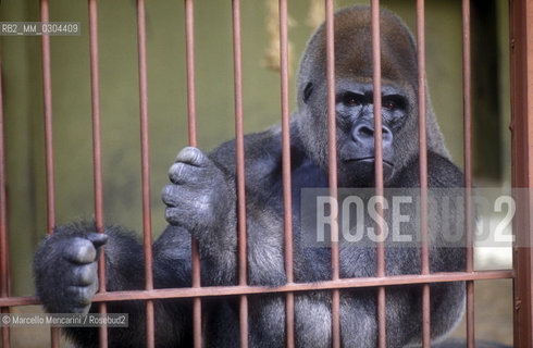 ZOO DI ROMA, Gorilla / ROME ZOO, Gorilla - ©Marcello Mencarini/Rosebud2