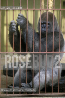 ZOO DI ROMA, Gorilla / ROME ZOO, Gorilla - ©Marcello Mencarini/Rosebud2