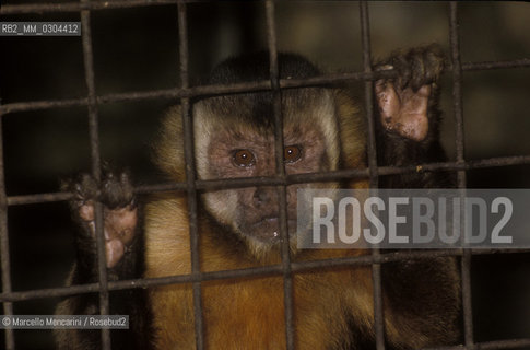 ZOO DI ROMA, cebo dai cornetti (cebus apella) / ROME ZOO, tufted capuchin (cebus apella) - ©Marcello Mencarini/Rosebud2