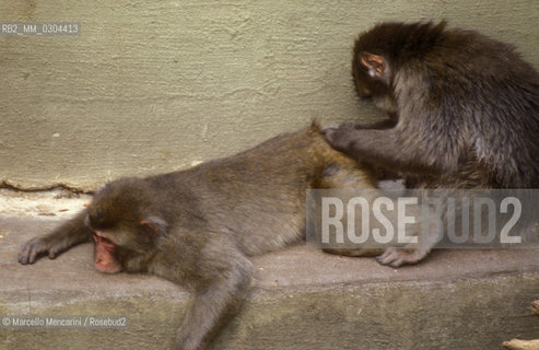 ZOO DI ROMA, macaco del Giappone (macaca fuscata) / ROME ZOO, Japanese macaque (macaca fuscata) - ©Marcello Mencarini/Rosebud2