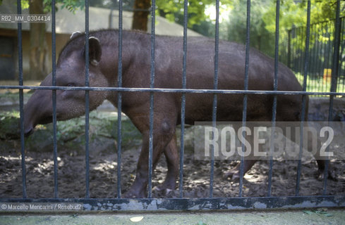 ZOO DI ROMA, tapiro / ROME ZOO, tapir - ©Marcello Mencarini/Rosebud2