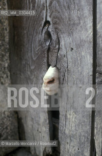 ZOO DI ROMA, Muso di un animale / ROME ZOO, Animal noze - ©Marcello Mencarini/Rosebud2