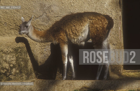 ZOO DI ROMA, Lama / ROME ZOO, Llama - ©Marcello Mencarini/Rosebud2
