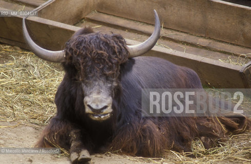 ZOO DI ROMA, yak (Bos grunniens) / ROME ZOO, yak (Bos grunniens and Bos mutus) - ©Marcello Mencarini/Rosebud2