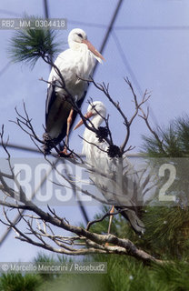 ZOO DI ROMA, Cicogne / ROME ZOO, Storks - ©Marcello Mencarini/Rosebud2