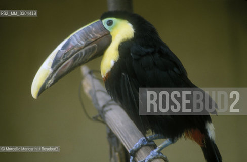 ZOO DI ROMA, tucano / ROME ZOO, toucan - ©Marcello Mencarini/Rosebud2