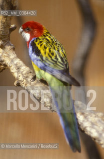 ZOO DI ROMA, pappagallo / ROME ZOO,  parrot - ©Marcello Mencarini/Rosebud2