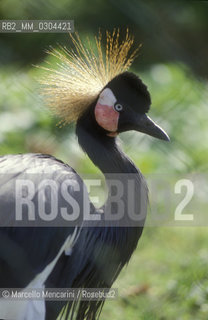 ZOO DI ROMA, argo maggiore o argo gigante (Argusianus argus) / ROME ZOO, Great Argus (Argusianus argus) - ©Marcello Mencarini/Rosebud2