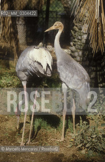 ZOO DI ROMA, Gru antigone / ROME ZOO, Sarus Crane (Grus antigone) - ©Marcello Mencarini/Rosebud2