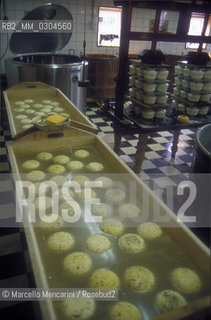 EDAM (Netherlands), Cheese / EDAM (Olanda), Formaggio - ©Marcello Mencarini/Rosebud2