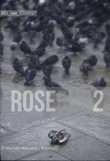 Venice, 1998. Pigeons in St. Marks Square / Venezia, 1998. Piccioni in piazza S. Marco - ©Marcello Mencarini/Rosebud2