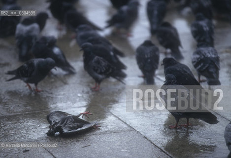Venice, 1998. Pigeons in St. Marks Square / Venezia, 1998. Piccioni in piazza S. Marco - ©Marcello Mencarini/Rosebud2