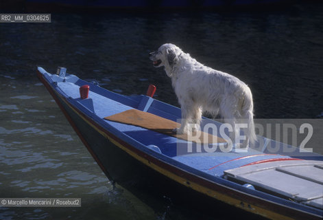 Venice 1998. Dog on a boat / Venezia 1998. Cane su un barca - ©Marcello Mencarini/Rosebud2