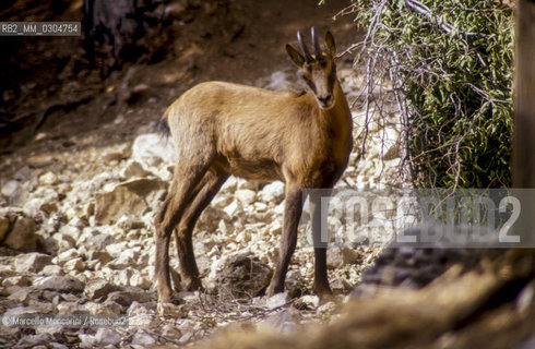 Camosci nel Parco Nazionale dAbruzzo / Chamois in the Abruzzo National Park - ©Marcello Mencarini/Rosebud2