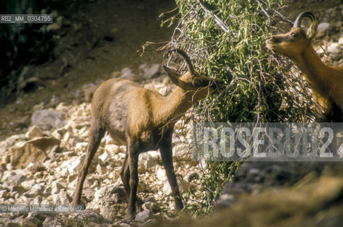 Camosci nel Parco Nazionale dAbruzzo / Chamois in the Abruzzo National Park - ©Marcello Mencarini/Rosebud2