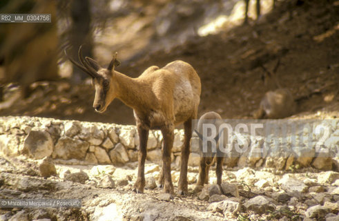 Camosci nel Parco Nazionale dAbruzzo / Chamois in the Abruzzo National Park - ©Marcello Mencarini/Rosebud2