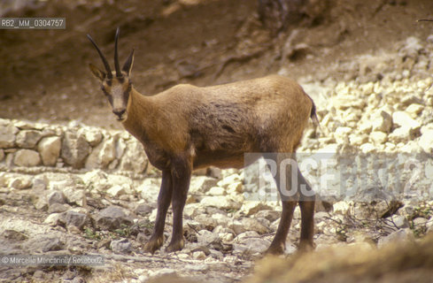 Camosci nel Parco Nazionale dAbruzzo / Chamois in the Abruzzo National Park - ©Marcello Mencarini/Rosebud2
