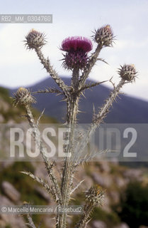 Vegetazione del Parco Nazionale dAbruzzo / Vegetation of Abruzzo National Park - ©Marcello Mencarini/Rosebud2